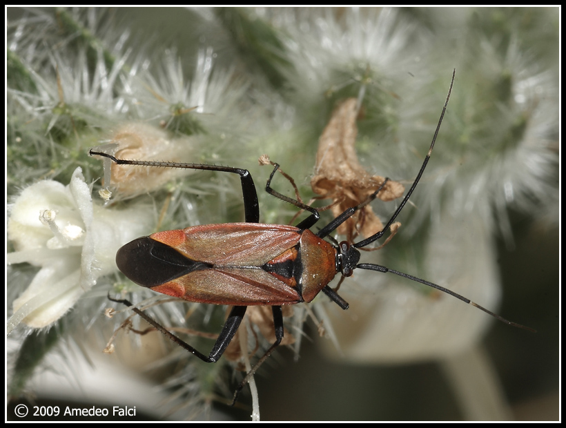 Forme di Calocoris nemoralis del Parco delle Madonie (PA)